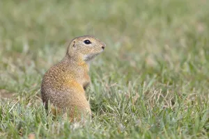 European ground squirrel (Spermophilus citellus)