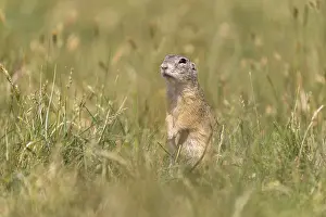 One European ground squirrel (Spermophilus citellus)