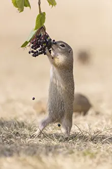 One European ground squirrel (Spermophilus citellus)