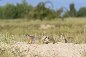European ground squirrel (Spermophilus citellus) or European souslik sitting on sand and in tall grass feeding on seeds