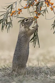 One European ground squirrel (Spermophilus citellus)