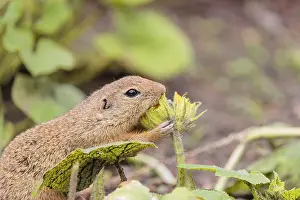 A European ground squirrel (Spermophilus citellus)
