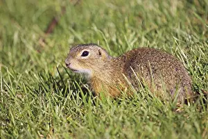 European ground squirrel (Spermophilus citellus)