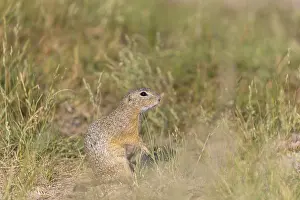 European ground squirrel (Spermophilus citellus) or European souslik sitting on sand and in tall grass feeding on seeds