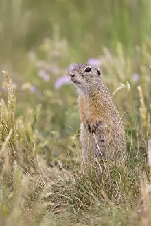 One European ground squirrel (Spermophilus citellus)