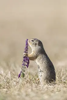 One European ground squirrel (Spermophilus citellus)