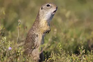 European ground squirrel (Spermophilus citellus)