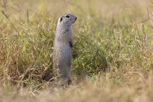 European ground squirrel (Spermophilus citellus)