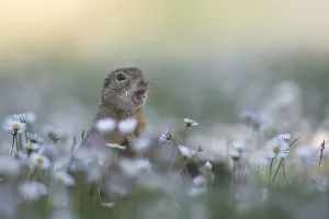 European ground squirrel (Spermophilus citellus) amid daisies