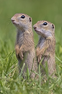 European ground squirrel (Spermophilus citellus) curious standing