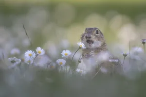 European ground squirrel (Spermophilus citellus) among daisies