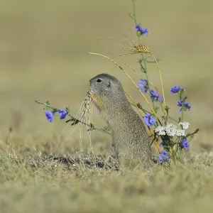 European ground squirrel (Spermophilus citellus) eating barley ear