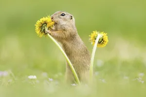 European ground squirrel (Spermophilus citellus) eating Dandelion (Taraxacum)