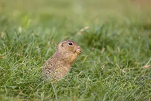 A European ground squirrel (Spermophilus citellus) or European souslik sits in green gras