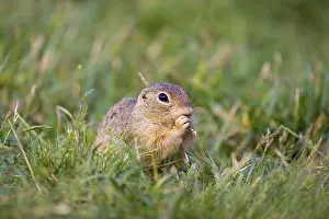 A European ground squirrel (Spermophilus citellus) or European souslik sits in green gras