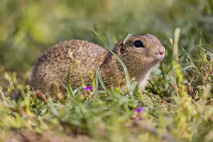 A European ground squirrel (Spermophilus citellus) or European souslik sits in green gras