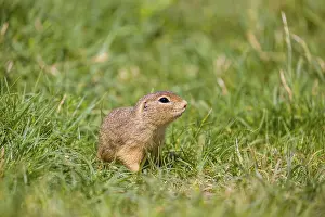A European ground squirrel (Spermophilus citellus) or European souslik sits in green gras