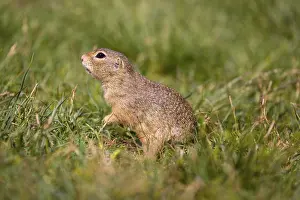 A European ground squirrel (Spermophilus citellus) or European souslik sits in green gras