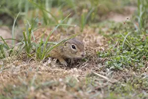 One European ground squirrel (Spermophilus citellus) or European souslik sitting in grass and feeding on seeds
