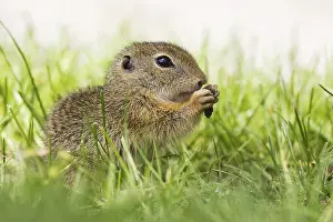 European Ground Squirrel (Spermophilus citellus) feeding
