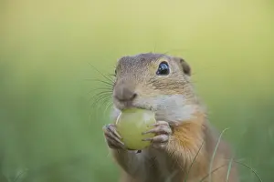 European Ground Squirrel (Spermophilus citellus) feeding on a grabe