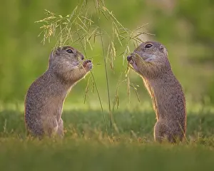European ground squirrel (Spermophilus citellus) foraging