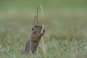 European Ground Squirrel (Spermophilus citellus) foraging in meadow