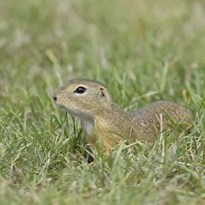 European ground squirrel (Spermophilus citellus) in a meadow