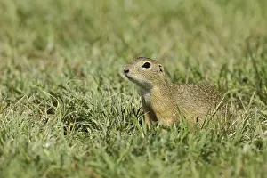 European ground squirrel (Spermophilus citellus) in a meadow
