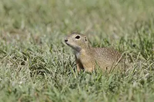 European ground squirrel (Spermophilus citellus) in a meadow