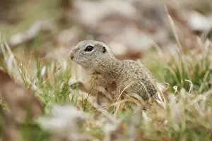 European ground squirrel (Spermophilus citellus) on a meadow