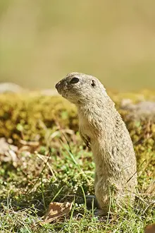 European ground squirrel (Spermophilus citellus) in a meadow