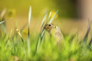 European ground squirrel (Spermophilus citellus) on a meadow