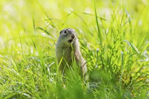 European ground squirrel (Spermophilus citellus) on a meadwo