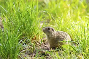 European ground squirrel (Spermophilus citellus) on a meadwo