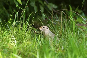 European ground squirrel (Spermophilus citellus) on a meadwo