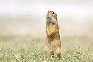 European ground squirrel (Spermophilus citellus) standing in a meadow