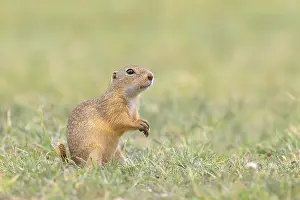 European ground squirrel (Spermophilus citellus) standing in a meadow
