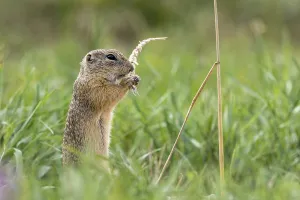 European ground squirrel (Spermophilus citellus) with wheat ear