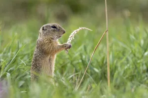 European ground squirrel (Spermophilus citellus) with wheat ear