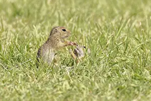 European ground squirrel (Spermophilus citellus) two young animals playing in a meadow