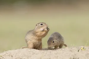Two European Ground Squirrels or European Sousliks (Spermophilus citellus)