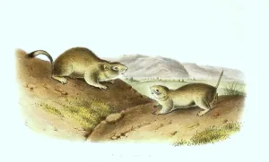 European ground squirrels (Spermophilus citellus)
