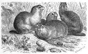 European ground squirrels (Spermophilus citellus)
