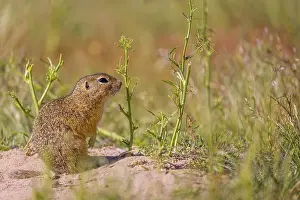 A European ground squirrels (Spermophilus citellus)