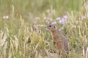 Two European ground squirrels (Spermophilus citellus)