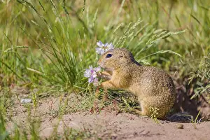 A European ground squirrels (Spermophilus citellus)