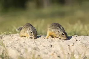 European ground squirrels (Spermophilus citellus)