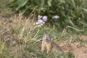 One European ground squirrels (Spermophilus citellus)