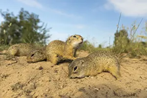 European ground squirrels (Spermophilus citellus)